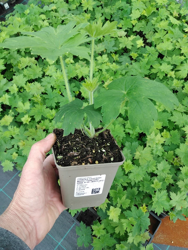 Delphinium Magic Fountains Dark Blue (White Bee) - 9. 6. 2025