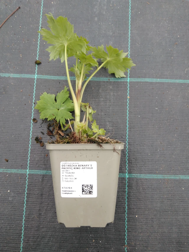 Szarkaláb Benary’s Pacific King Arthur - 1. 4. 2026