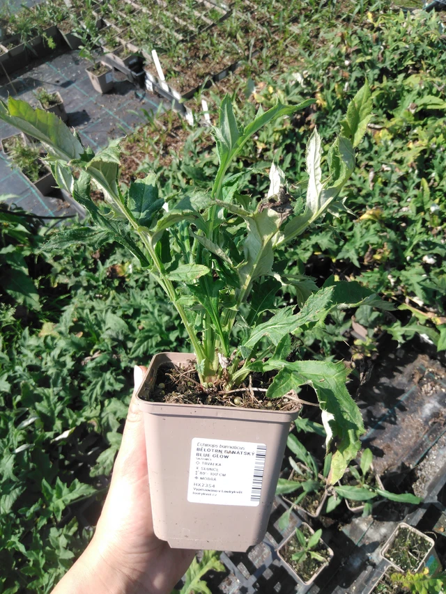 Pallo-ohdake banátský Blue Glow - 2024