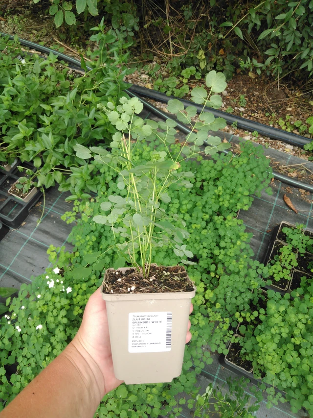 Talictrum Splendide White - 2024