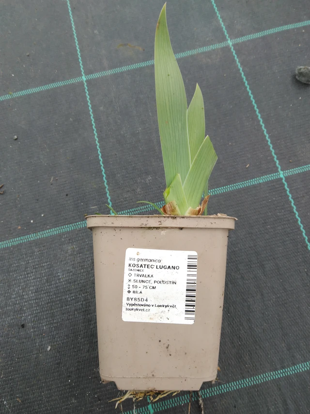 Nőszirom Lugano - 1. 4. 2026