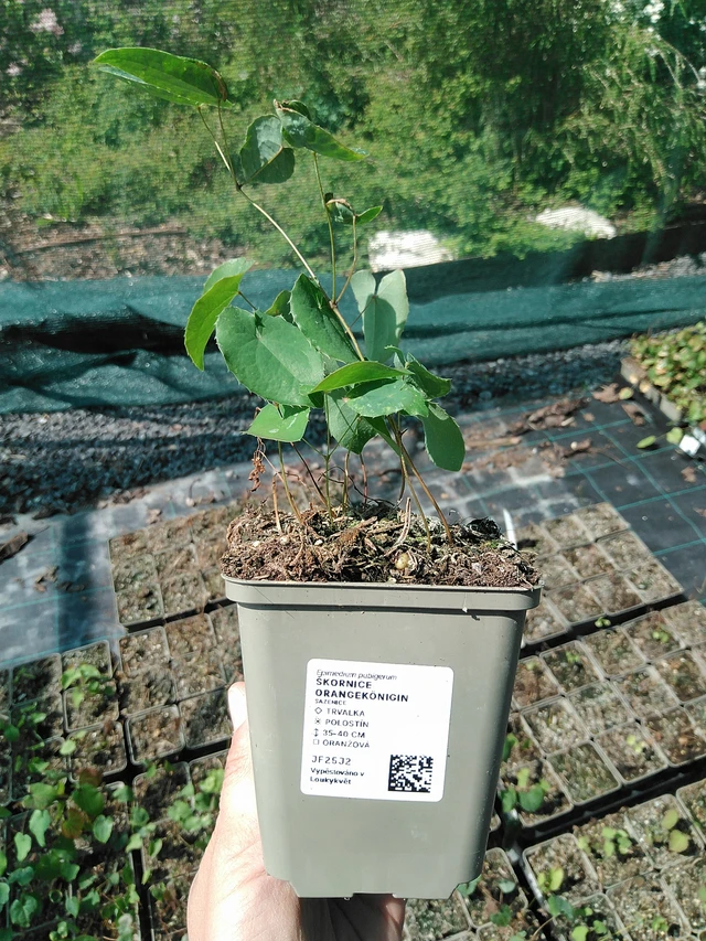 Epimedio Orangekönigin - 13. 5. 2025