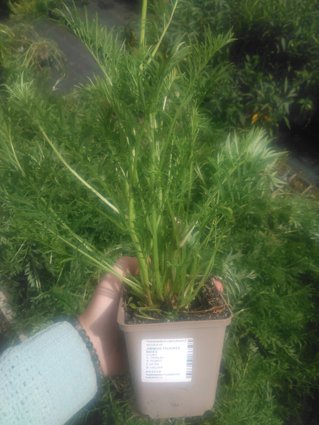 Astrantia Filigree Skies - 2024