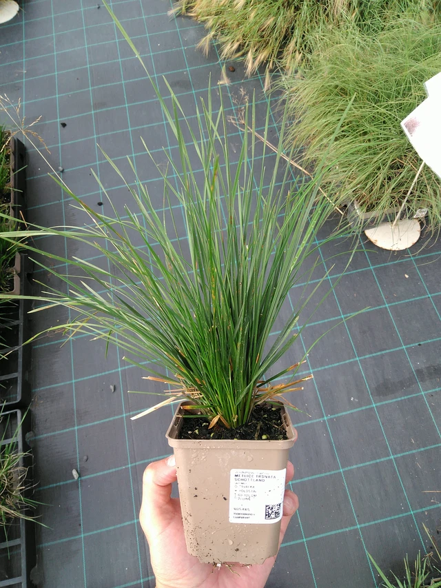 Metlice trsnatá Schottland - 28. 7. 2025