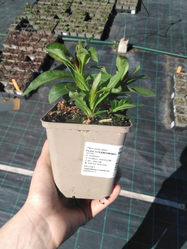 Flox Sternhimmel - 3. 4. 2025