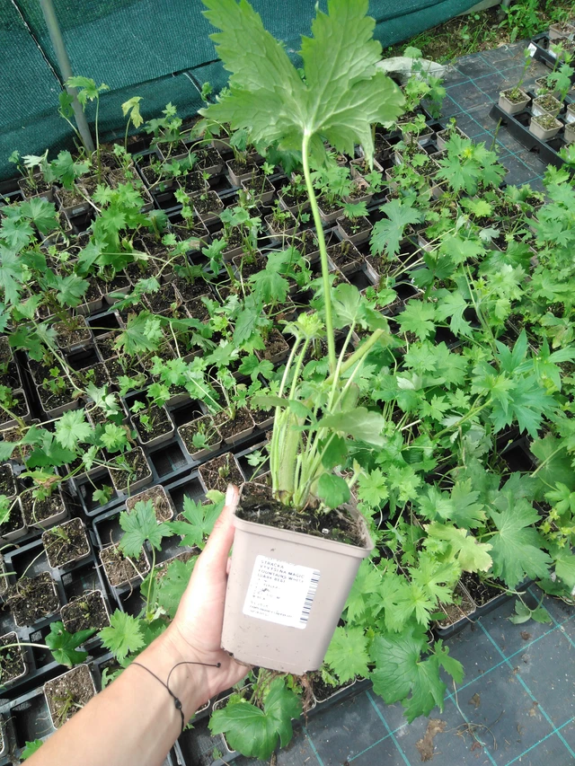 Larkspur Magic Fountains White (Dark Bee) - 2024