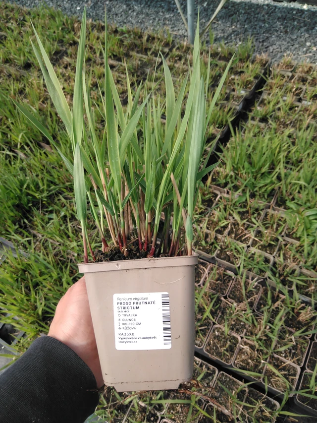 Mijo Strictum - 13. 5. 2025