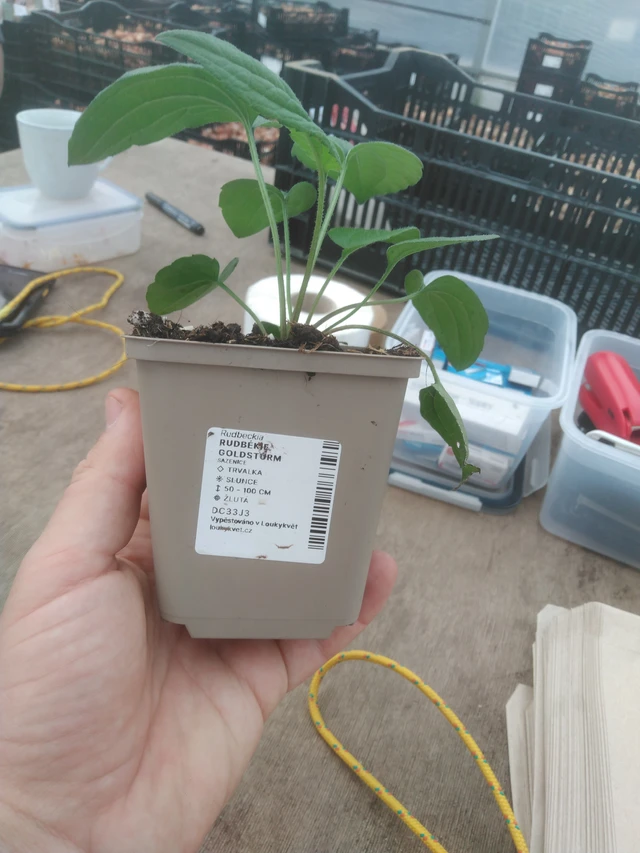 Rudbeckia Goldsturm - 2024