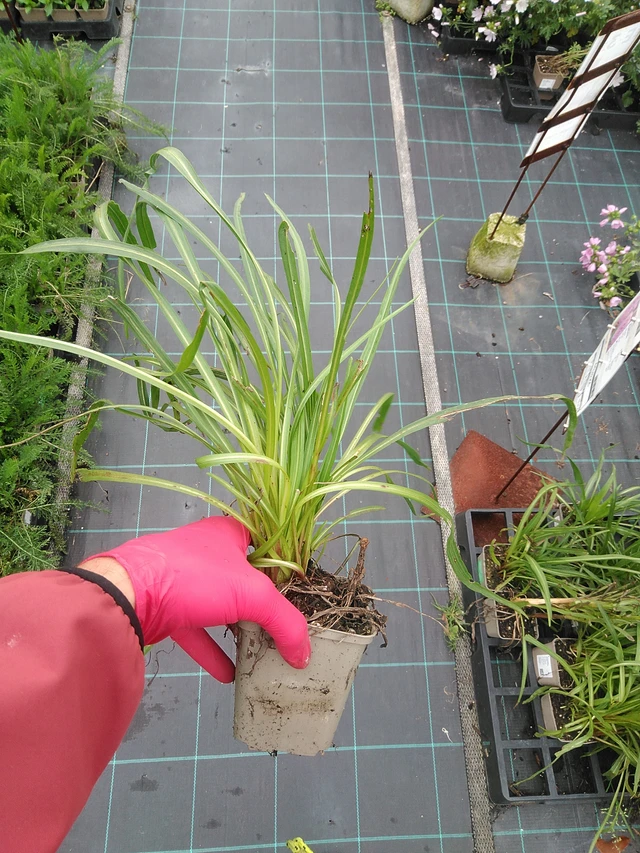 Punatope - 29. 7. 2025