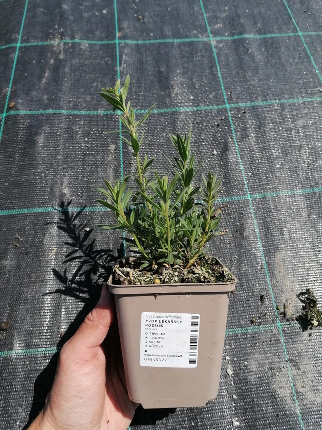 Hisopo officinal Roseus - 2024