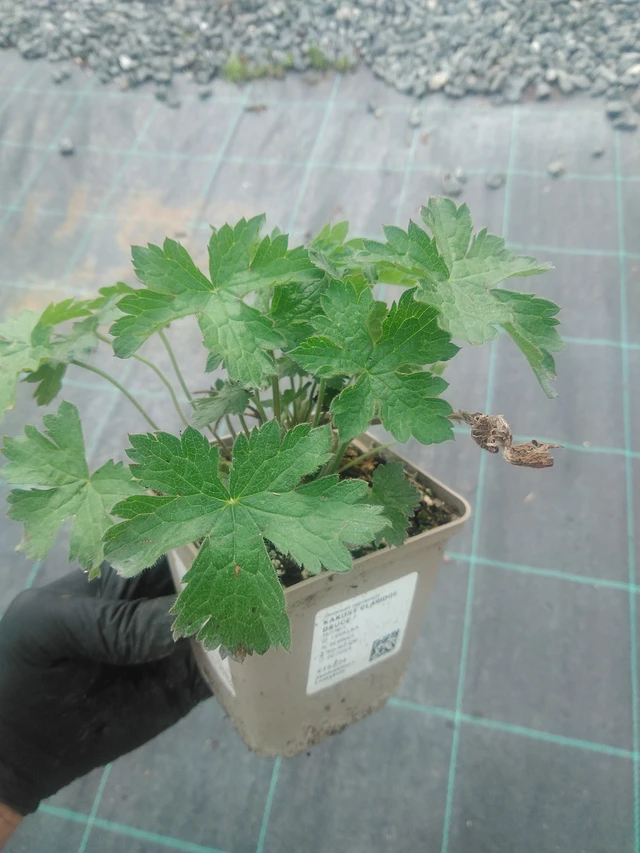 Kurjenpolvi Claridge Druce - 10. 9. 2025