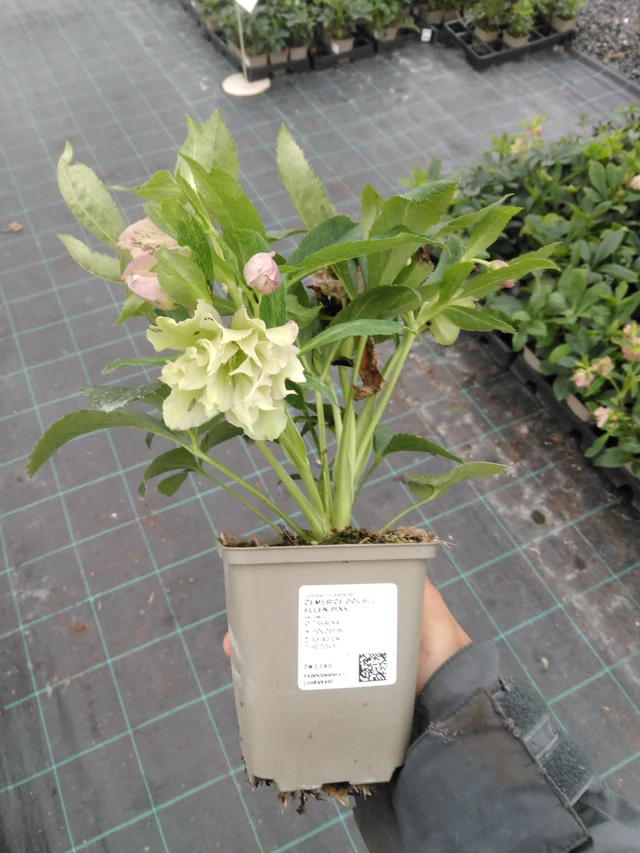 Hellebore Double Ellen Pink - 10. 9. 2025