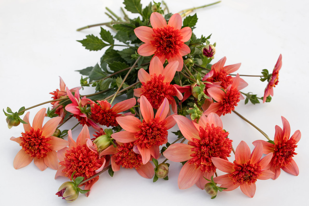 Jiřina Totally Tangerine, Loukykvět