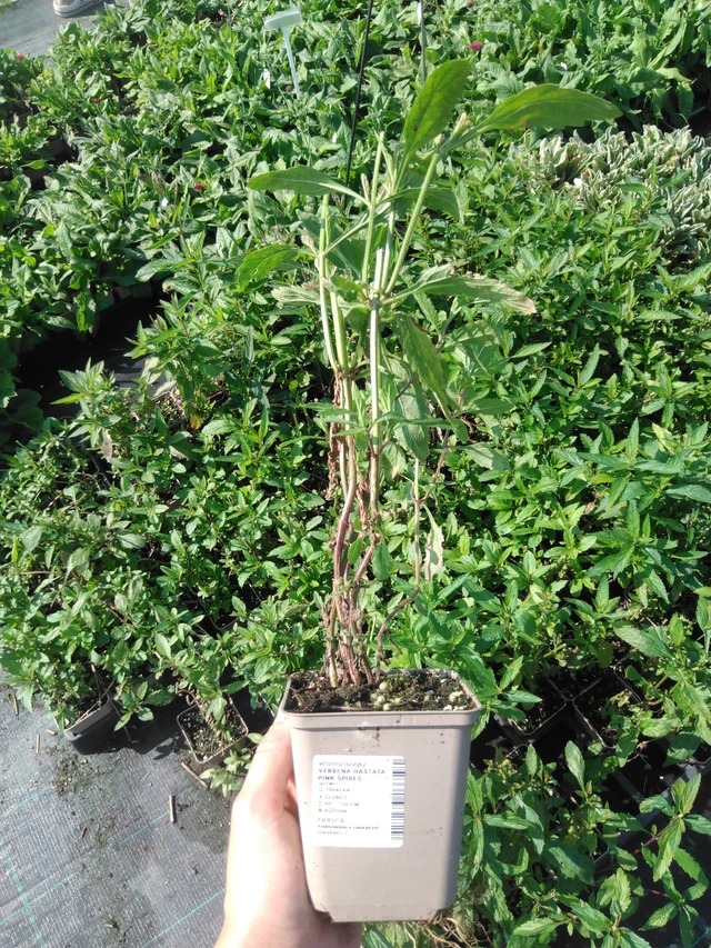 Verbena arrow-leaved Pink Spires - 2024