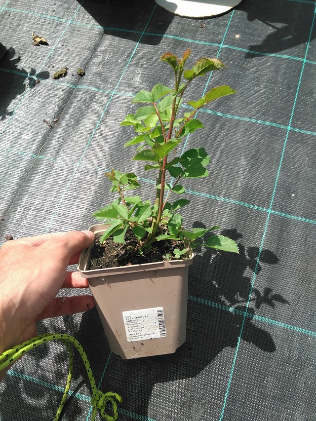 Rose Magical Sunset - 24. 6. 2025