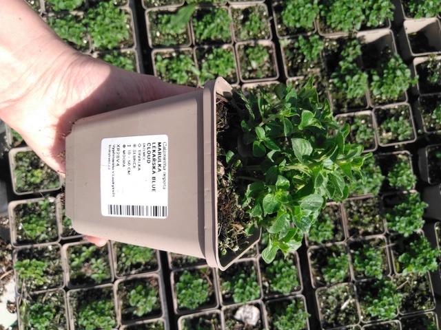 Calamint Blue Cloud - 2024