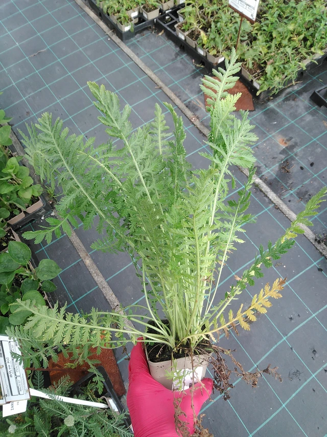 Achillée Parkers Varietät - 29. 7. 2025