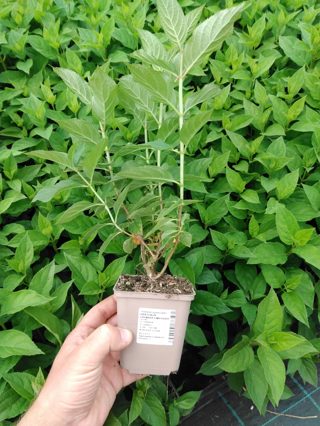 Panicle Hydrangea Limelight - 2024