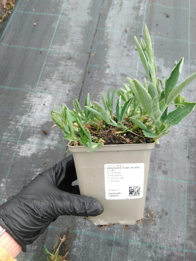 Hrachor Pink Pearl - 1. 4. 2026