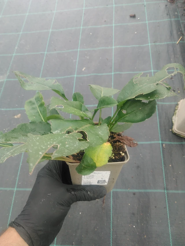 Astra Twilight - 10. 9. 2025