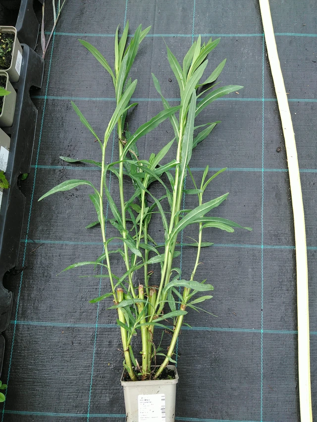 Boltonia decurrens - 28. 7. 2025