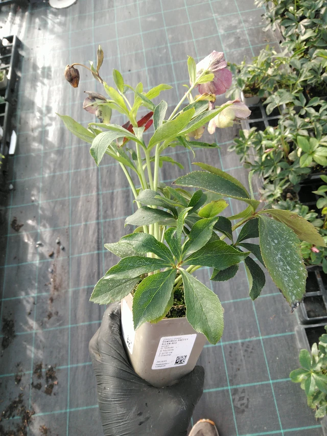 Hellebore Pretty Ellen Red - 31. 10. 2025