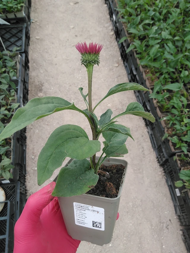 Punahattu SunSeekers Sweet Fuchsia - 29. 7. 2025