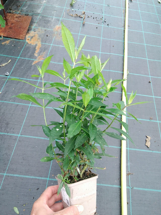 Phlox Sweet Summer Sensation - 28. 7. 2025