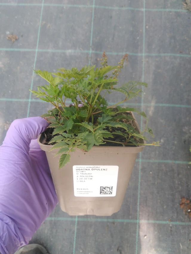 Udatna Opulenz - 10. 7. 2025