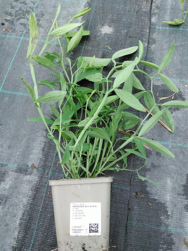 Hajuherne Red Pearl - 10. 9. 2025