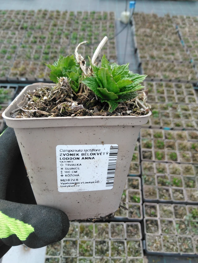 Kellokukka Loddon Anna - 8. 4. 2025