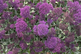 Zvonečkovec Lake Michigan Purple, Loukykvět