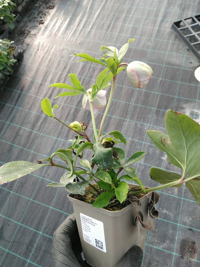 Eléboro Pretty Ellen Spotted - 31. 10. 2025