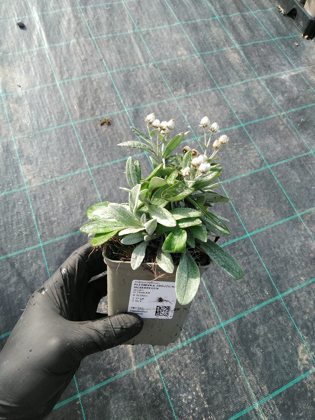 Fleabane three-veined Silberregen - 31. 10. 2025