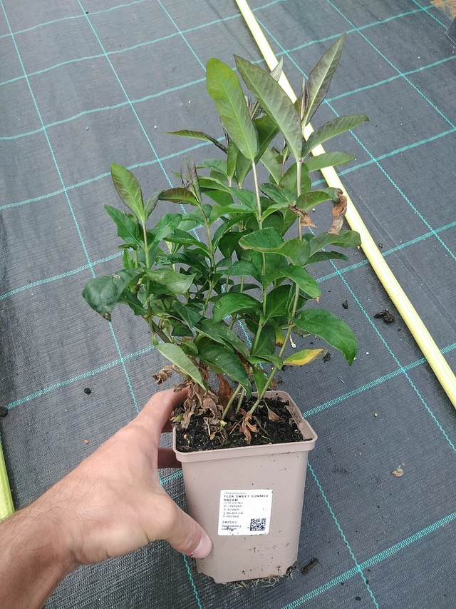 Phlox Sweet Summer Dream - 24. 6. 2025