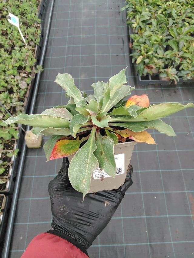 Statice tatarská - 4. 8. 2025