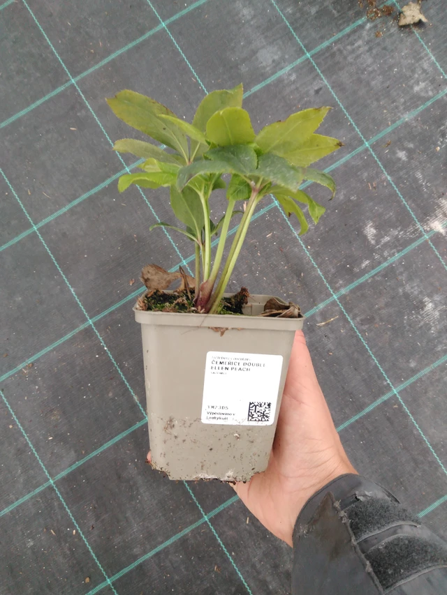 Čemeřice Double Ellen Peach - 10. 9. 2025