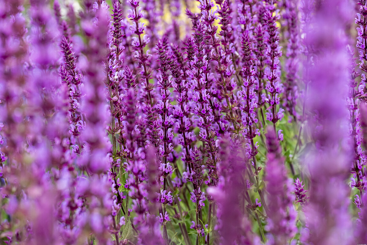 Šalvěj hajní Amethyst, Loukykvět