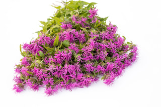 Monarda Pink Suprême, Loukykvět