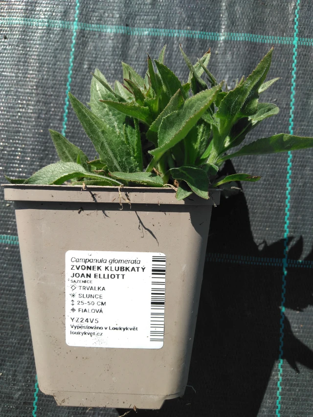 Karpaattienkello Joan Elliott - 3. 4. 2025