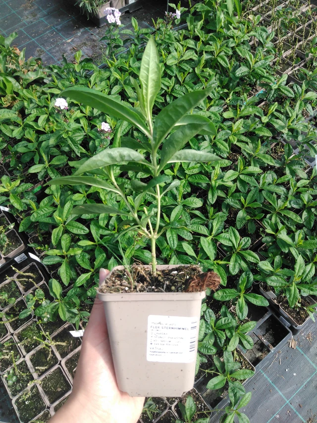 Flox Sternhimmel - 2024