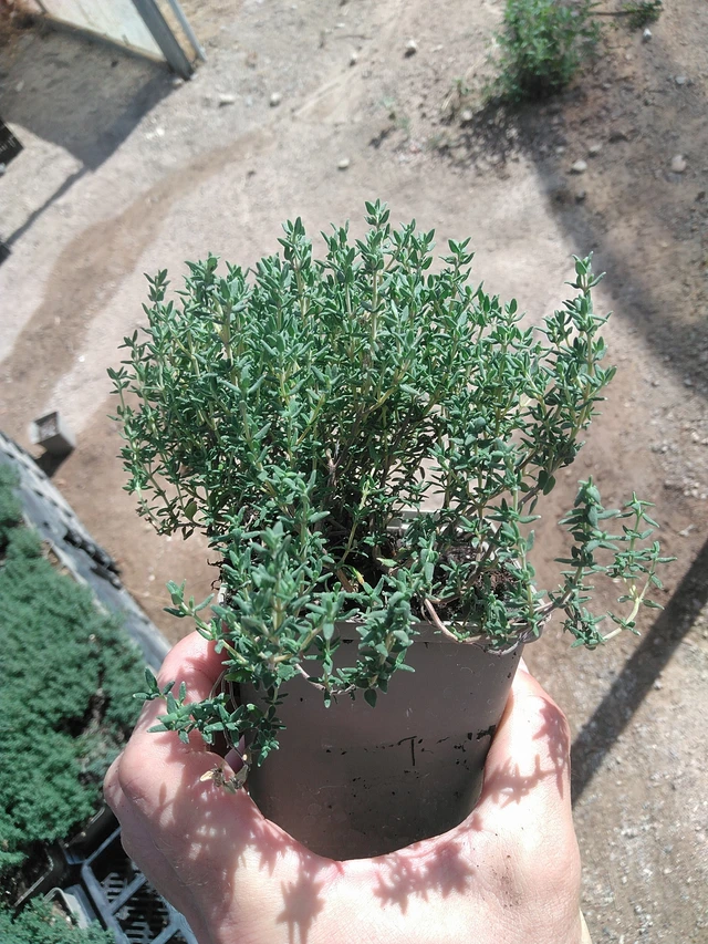 Tymián obecný Compactus - 1. 7. 2025