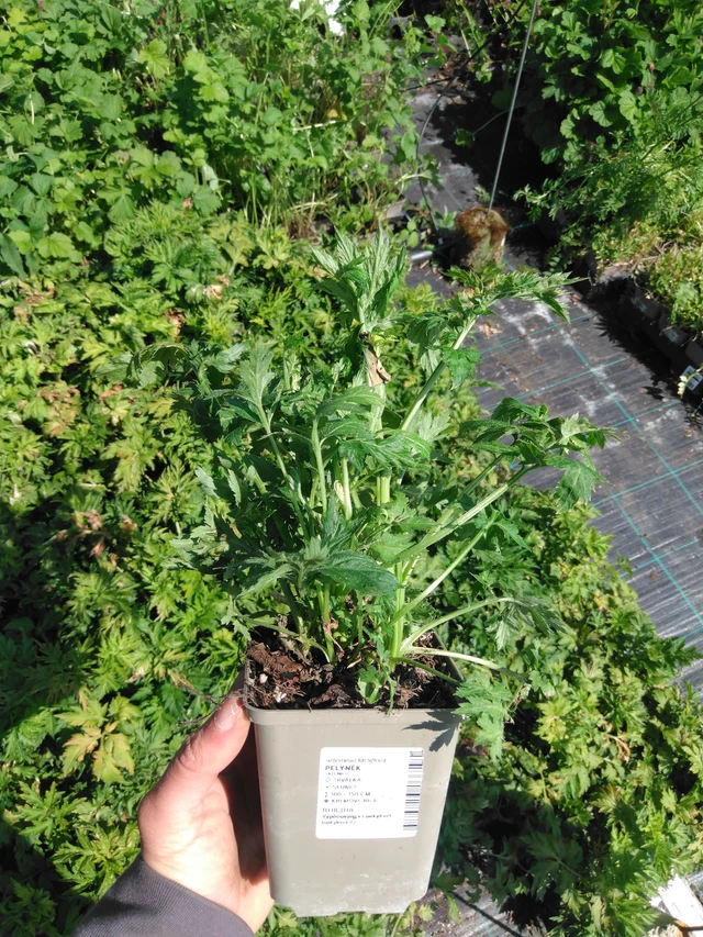 Artemisa - 13. 5. 2025