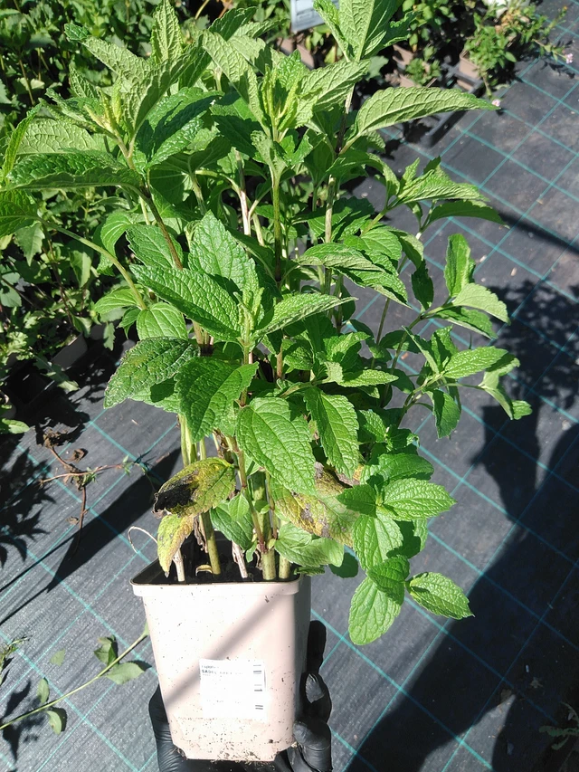 Punavirma Baby Joe - 19. 8. 2025