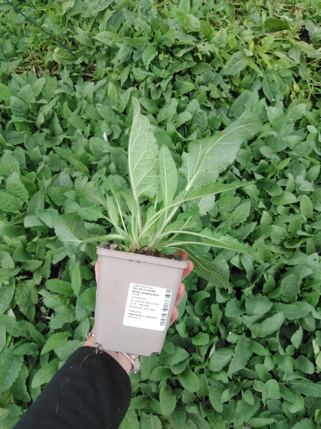 Šalvěj luční Rose Rhapsody - 2024