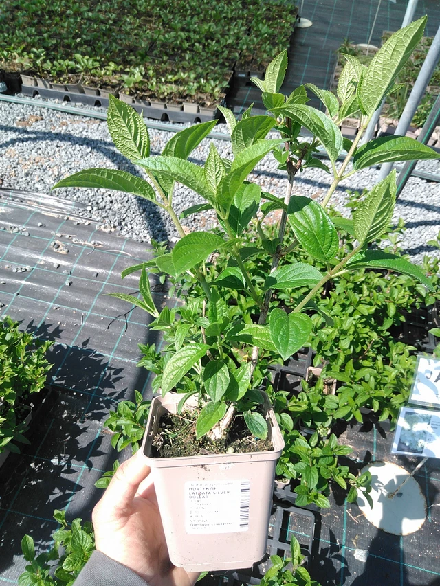 Hortenzie latnatá Silver Dollar - 13. 5. 2025