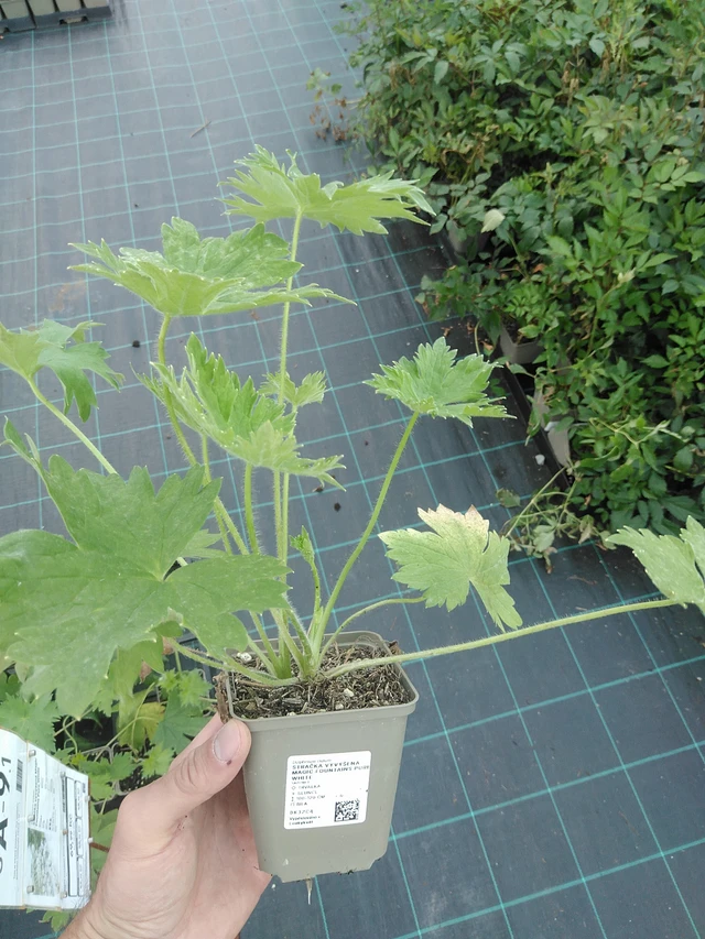 Espuela de caballero Magic Fountains Pure White - 24. 6. 2025