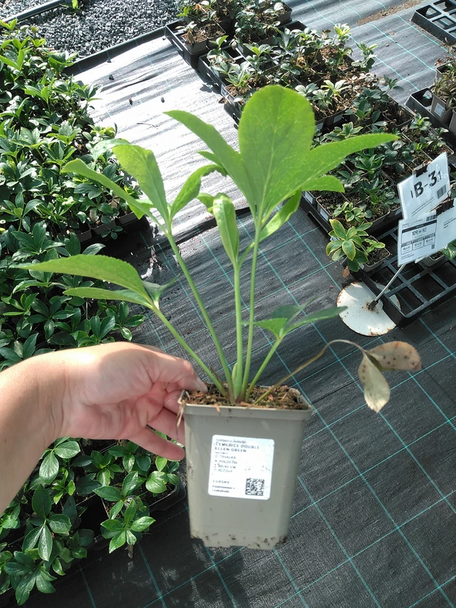 Hellebore Double Ellen Green - 11. 7. 2025