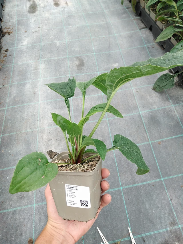 Echinacea Rubinstern - 21. 7. 2025