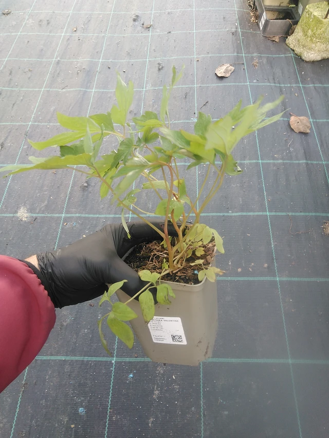 Srdcovka Valentine - 13. 10. 2025